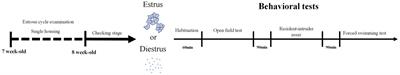 Minimal influence of estrous cycle on studies of female mouse behaviors
